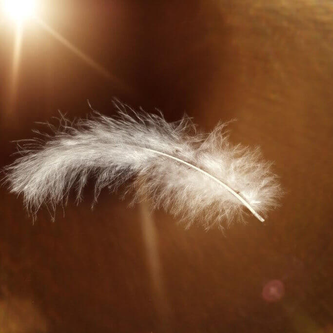 feather-647967_1920