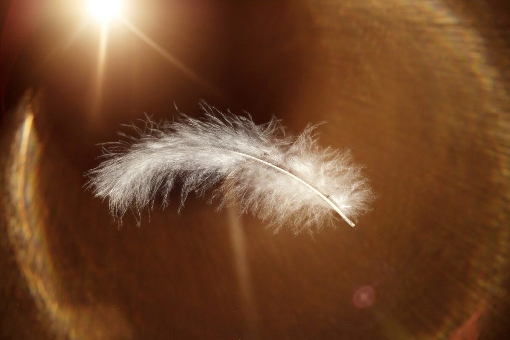 feather-647967_1920